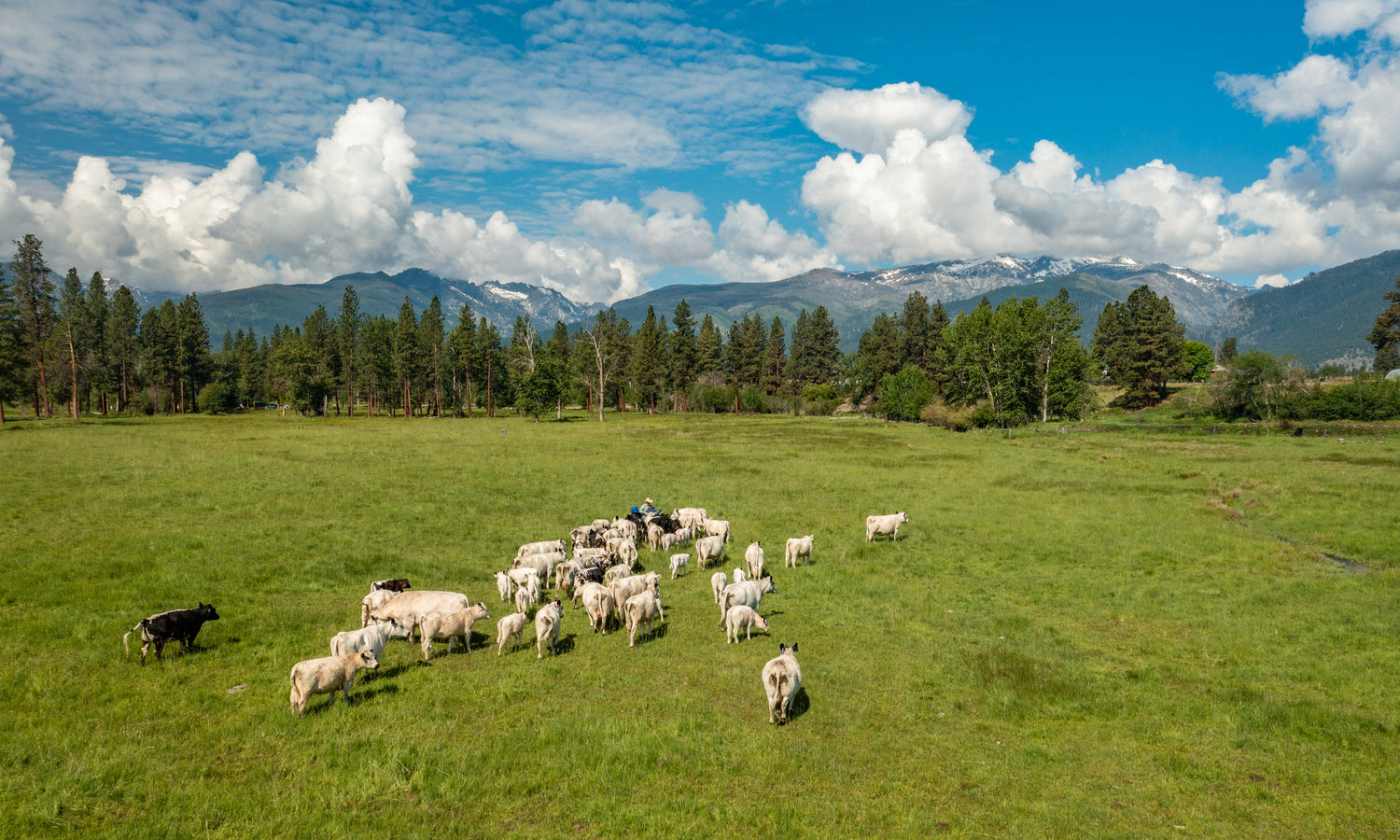 Graze & Roam Ranch Montana GrassFed & Finished DryAged Beef Graze