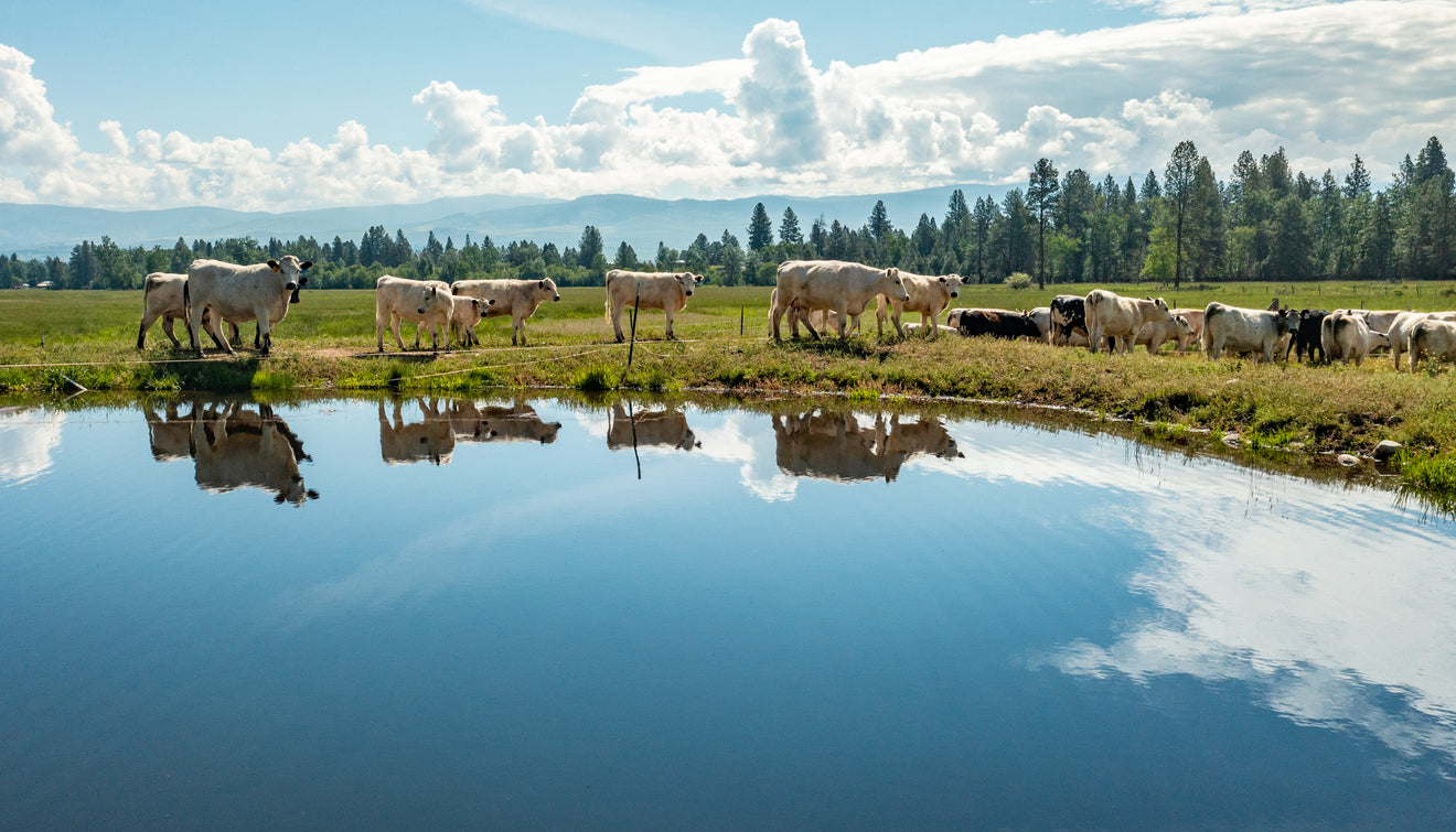 Graze & Roam Ranch Montana GrassFed & Finished DryAged Beef Graze