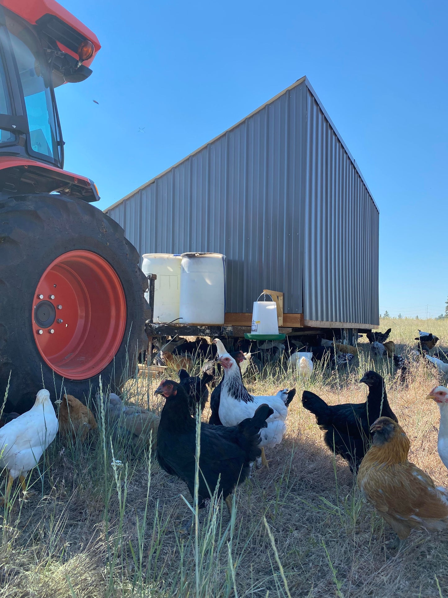 Pastured Eggs